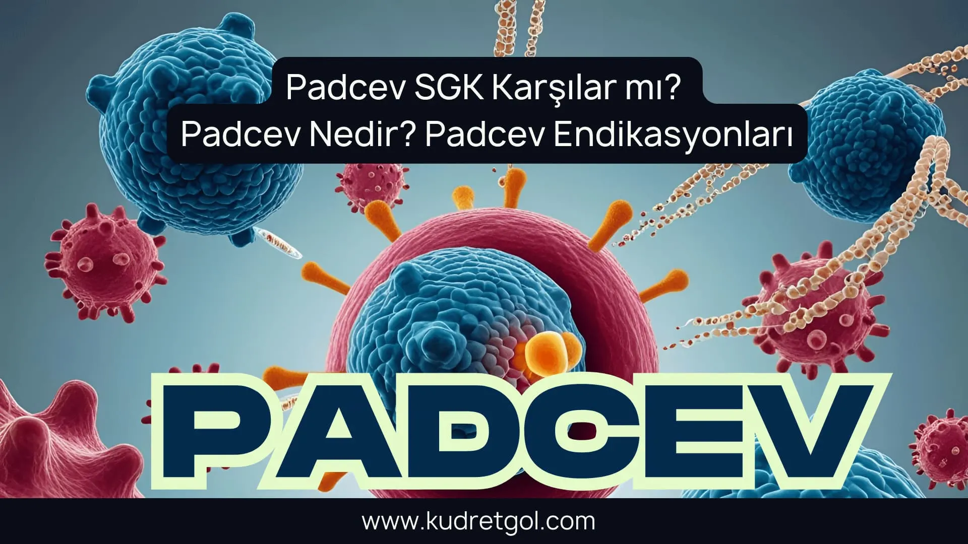 Padcev ilacının ürotelyal kanser hücrelerine nasıl bağlandığını gösteren grafik.